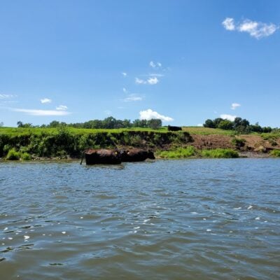 galena-river-kayak-cows - Outdoors in Galena, IL (Driftless Region)