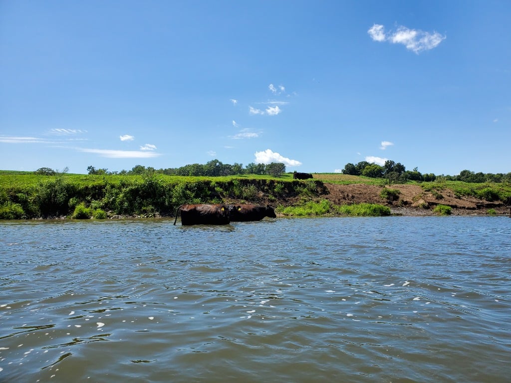 galena-river-kayak-cows - Outdoors in Galena, IL (Driftless Region)